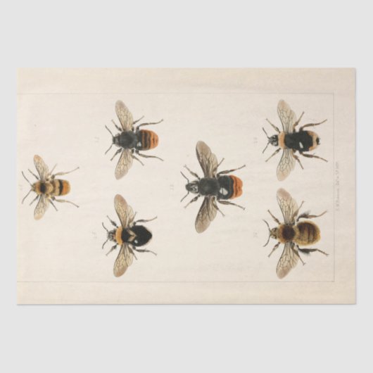 Ephemera Script Bee Decoupage Tissuepapier (Voorkant)