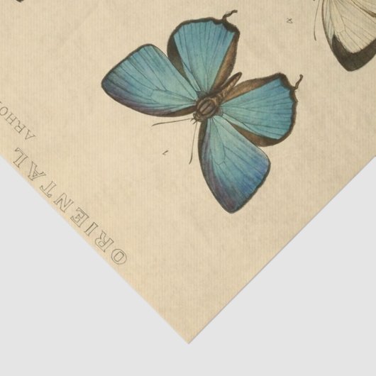  Ephemera Script Blue Butterfly Decoupage Tissuepapier (Detail)