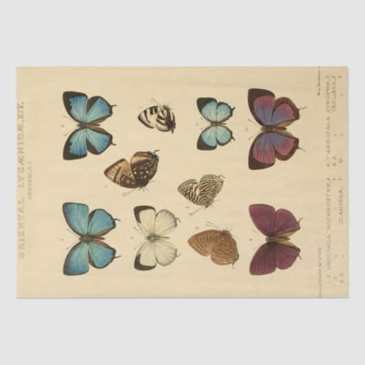  Ephemera Script Blue Butterfly Decoupage Tissuepapier (Voorkant)