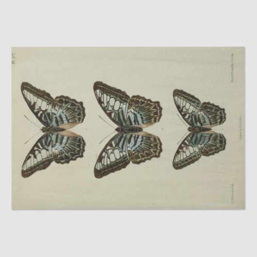 Ephemera Script Blue Butterfly Decoupage Tissuepapier (Voorkant)