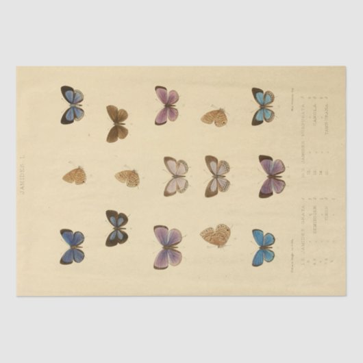 Ephemera Script Butterfly Decoupage Tissuepapier (Voorkant)