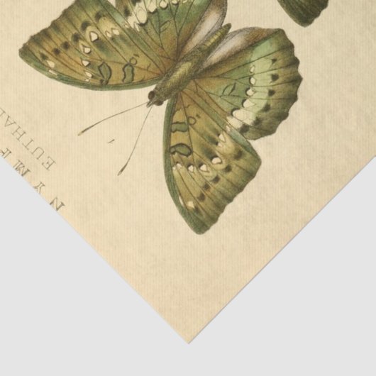 Ephemera Script Groene Vlinder Decoupage Tissuepapier (Detail)