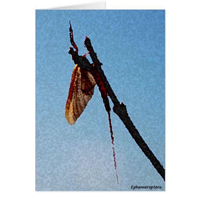 Ephemeroptera - kaart (Voorkant)