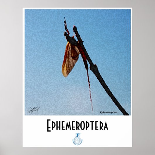 Ephemeroptera - Poster (Voorkant)
