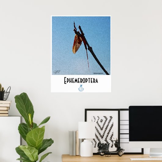 Ephemeroptera - Poster (Thuiskantoor)