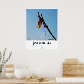 Ephemeroptera - Poster (Keuken)