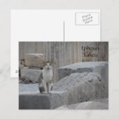 Ephesus Cat Briefkaart (Voorkant / Achterkant)