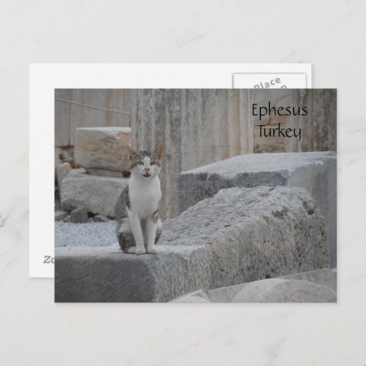 Ephesus Cat Briefkaart (Voorkant / Achterkant)