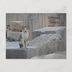 Ephesus Cat Briefkaart