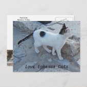Ephesus Cats Briefkaart (Voorkant / Achterkant)