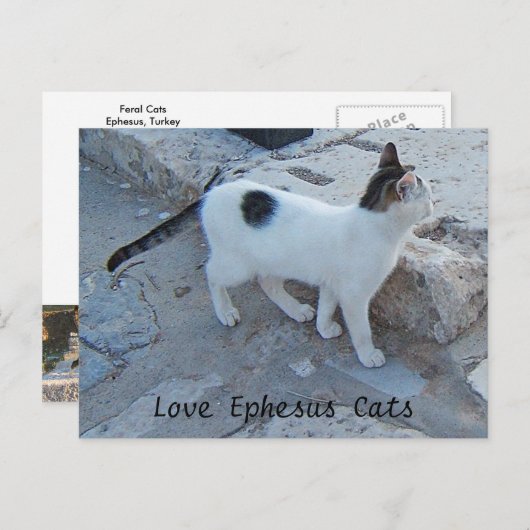 Ephesus Cats Briefkaart (Voorkant / Achterkant)