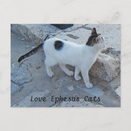 Ephesus Cats Briefkaart