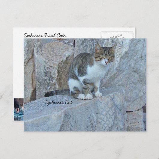 Ephesus Feral Cat Briefkaart (Voorkant / Achterkant)