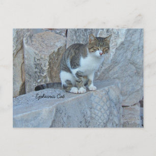 Ephesus Feral Cat Briefkaart