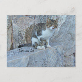 Ephesus Feral Cat Briefkaart