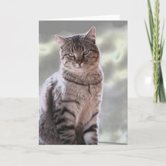 Ephraim's kat kaart (Voorkant)