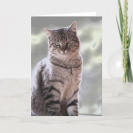 Ephraim's kat kaart