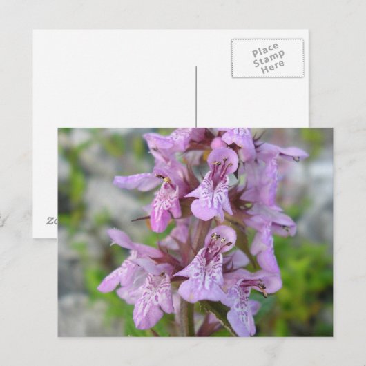 Épiaire des marais (2) briefkaart (Voorkant / Achterkant)