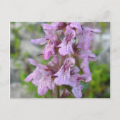 Épiaire des marais (2) briefkaart (Voorkant)