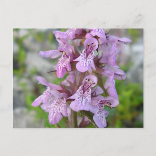 Épiaire des marais (2) briefkaart (Voorkant)