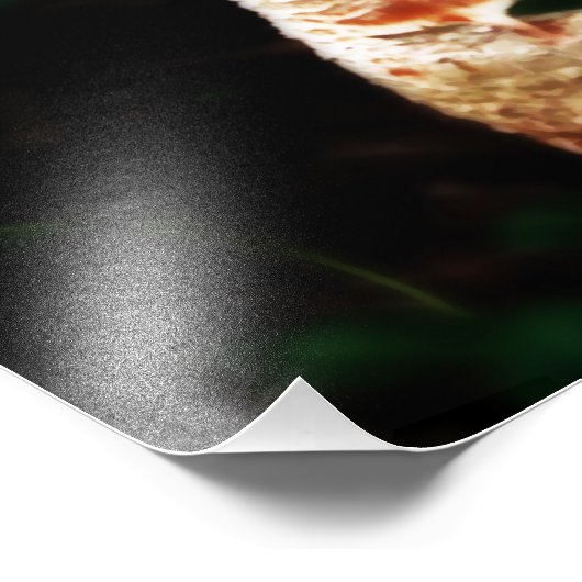 Epic Mushroom Foto Afdruk (Hoek)