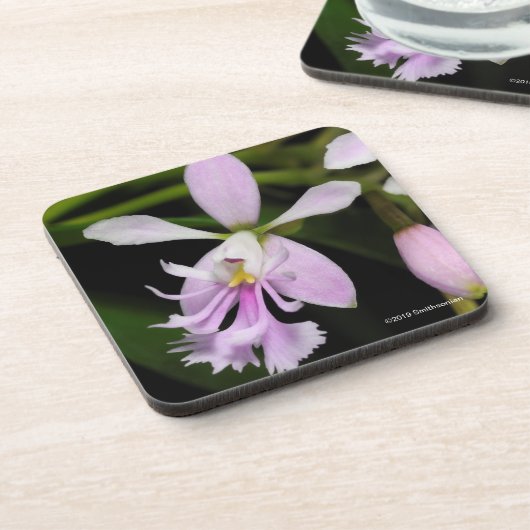 Epidendrum caligarium bier onderzetter (Linkerzijde)