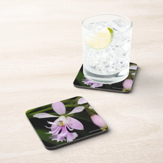 Epidendrum caligarium bier onderzetter (Rechterzijde)