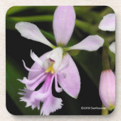 Epidendrum caligarium bier onderzetter (Voorkant)