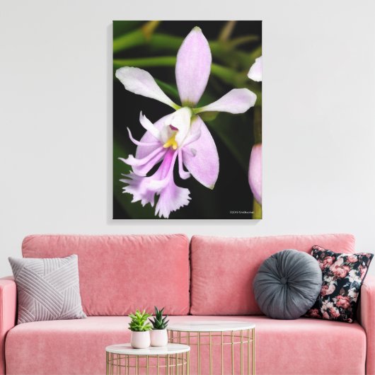 Epidendrum caligarium canvas afdruk (Insitu (Woonkamer))