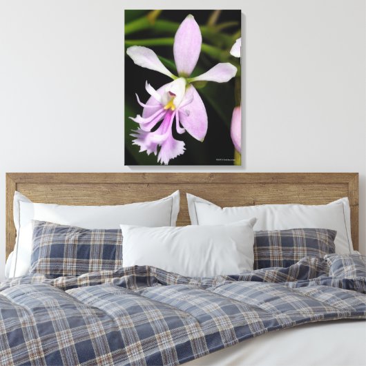 Epidendrum caligarium canvas afdruk (Insitu (Slaapkamer))