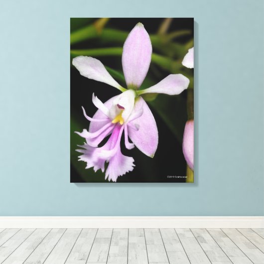 Epidendrum caligarium canvas afdruk (Insitu (Houten vloer))