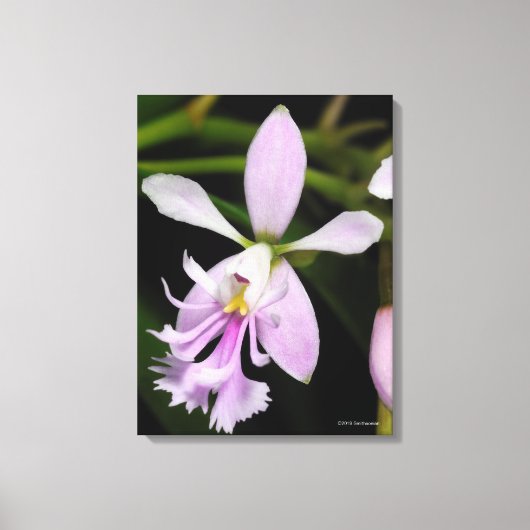 Epidendrum caligarium canvas afdruk (Voorkant)