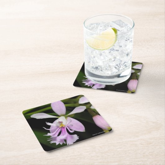 Epidendrum caligarium kartonnen onderzetters (Insitu)