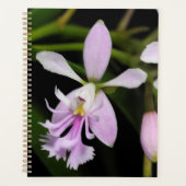 Epidendrum caligarium planner (Voorkant)