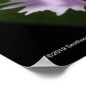 Epidendrum caligarium poster (Hoek)