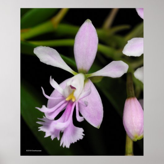 Epidendrum caligarium poster (Voorkant)