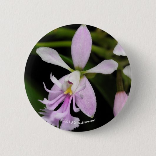 Epidendrum caligarium ronde button 5,7 cm (Voorkant)