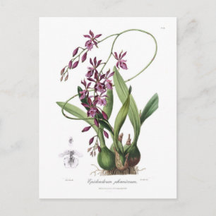 Epidendrum phoeniceum briefkaart