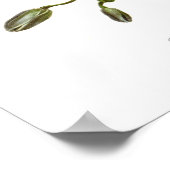 Epidendrum phoeniceum poster (Hoek)