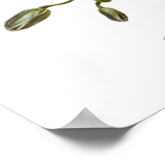 Epidendrum phoeniceum poster (Hoek)