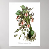 Epidendrum phoeniceum poster (Voorkant)