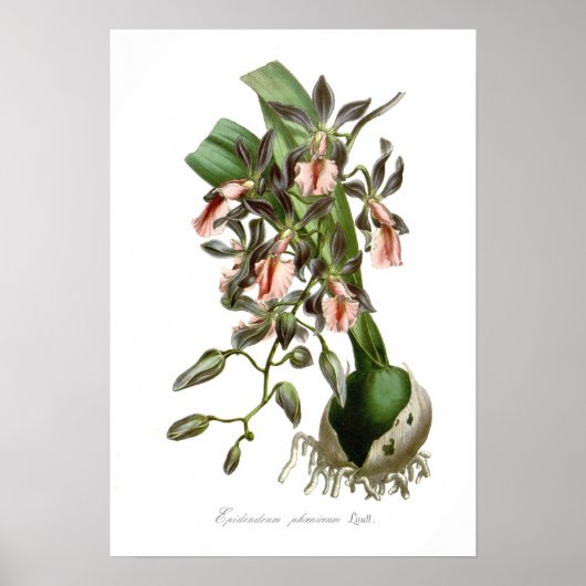 Epidendrum phoeniceum poster (Voorkant)