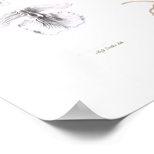 Epidendrum Phoeniceum. Poster (Hoek)