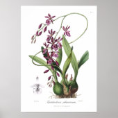 Epidendrum Phoeniceum. Poster (Voorkant)
