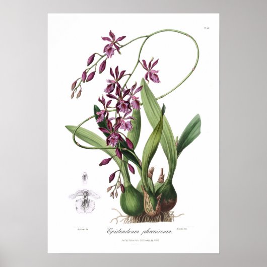 Epidendrum Phoeniceum. Poster (Voorkant)