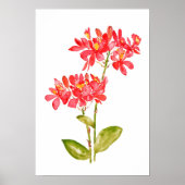 Epidendrum radicalen oranje grondwater poster (Voorkant)