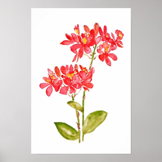 Epidendrum radicalen oranje grondwater poster (Voorkant)