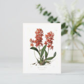 Epidendrum vitellinum briefkaart (Staand voorkant)
