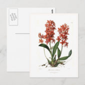 Epidendrum vitellinum briefkaart (Voorkant / Achterkant)