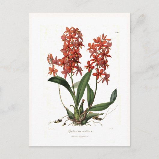 Epidendrum vitellinum briefkaart (Voorkant)